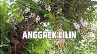 Cantiknya Anggrek LilinKuku Macan Liar [upl. by Ymme]