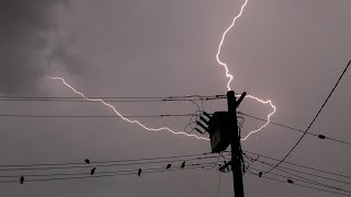 Silly Galahs Enjoy the Storm  Armadale WA  12 April 2024 [upl. by Soilissav519]