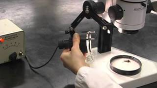 Part 2 How to Use Stereo and Compound Microscopes [upl. by Ahcilef]