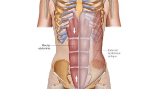 Rectus Sheath [upl. by Erika]