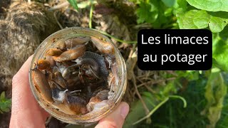 Comment gérer les limaces au jardin [upl. by Kellby]