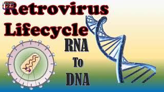 Retrovirus Lifecycle [upl. by Dnomzed613]