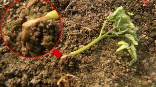 What is damping off in seedlings  How to control it [upl. by Briny]