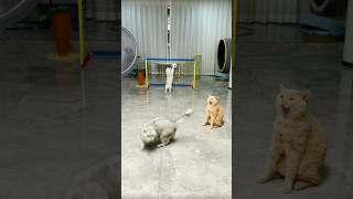 funny cats 😄 shorts cute funny cat funnyvideo [upl. by Leumek718]