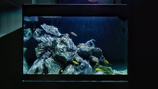 My First Malawi Cichlid Aquascape [upl. by Eiznikcm956]