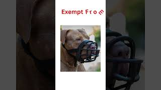 Top 5 Best Dog Muzzles 2021 [upl. by Alekim]