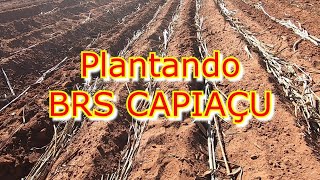 PLANTANDO BRS CAPIAÇU [upl. by Einafpets]