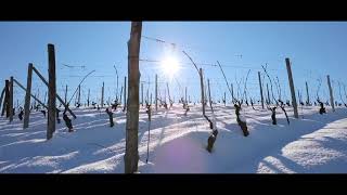 Duchessa Lia  I nostri vigneti in inverno [upl. by Nydnarb]