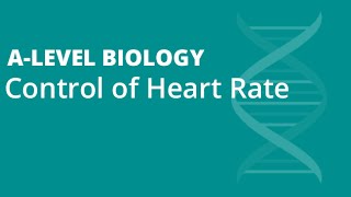 Cardiovascular System The Control of Heart Rate  Alevel Biology  OCR AQA Edexcel [upl. by Ahseia]