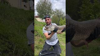 Attack violente brochet whopper plopper fishing pike pêche brochet [upl. by Nek]