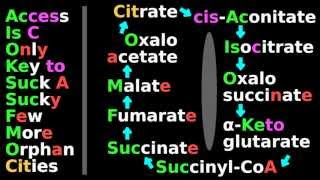 Citric Acid Cycle Mnemonic B 25 Biochem Tutorial Krebs cycle substrates citrate isocitrate [upl. by Karrie448]