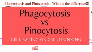 Phagocytosis or Pinocytosis – Cell Eating or Cell Drinking [upl. by Hamilah]