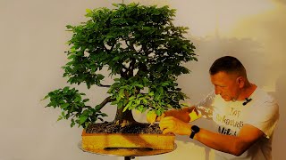 How to Get Hornbeam yamadori bonsai from the woods to the exhibition [upl. by Tynan]