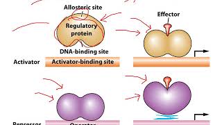 Lecture on overview of Gene expression lac and trp operons [upl. by Litha]