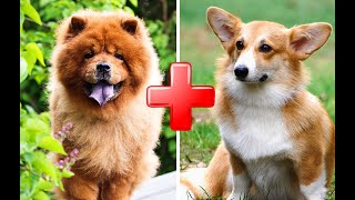 Top 10 Amazing Chow Chow Mixed Breed Dogs [upl. by Dittman]