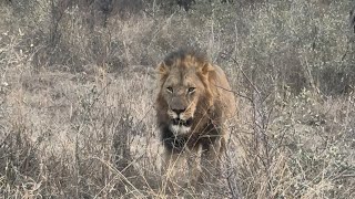 African Safari Makalali Game Reserve [upl. by Vladimar639]