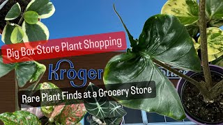 Big Box Store Plant Shopping Kroger Grocery Has Rare Houseplants Variegated Hoya Kerii [upl. by Stevena39]