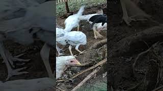 5k x white kelso baby pullets short [upl. by Ruthann917]