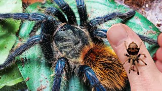 EASY Green Bottle Blue Tarantula Care  AMAZING PETS [upl. by Akel]