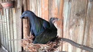 Nicobar Pigeons Colony [upl. by Wagner]