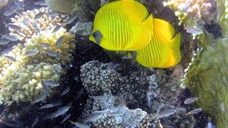 Tutti i colori del Mar Rosso  La barriera corallina  Parte seconda [upl. by Nagear]