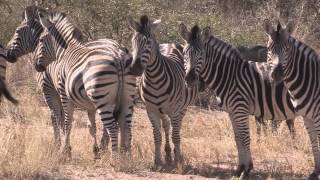 Sound of the African Bushveld Zebras  AFRICAN WILDLIFE [upl. by Giffie]