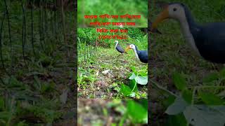 ডাহুক পাখি ধরার ফাদ তৈরীর পদ্ধতি।How to make Gallinule bird trapdahuk pakhir fadজাংগীফাদshort [upl. by Ecinrahs349]