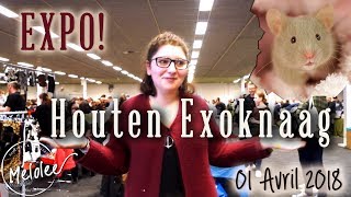 Houten Exoknaag Avril 2018 Vlog [upl. by Yttak]