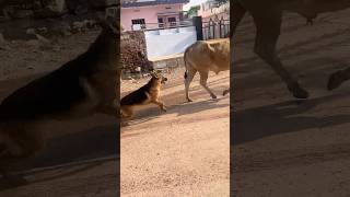 German shephard ki harkato se paresan hokar maza chakhaya countrytellers [upl. by Beesley368]