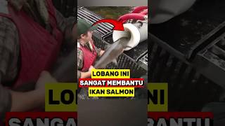 Proses Unik Memindahkan Ikan Salmon Yang Bermigrasi‼️ [upl. by Adnaluoy]