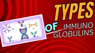 Difference Between Immunoglobulin Classes [upl. by Leventhal658]