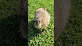 Capybara Eating a Bean [upl. by Assirialc]