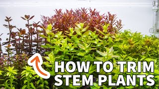 How to Trim Stem Plants in Your Planted Aquarium [upl. by Gnoht589]