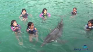 Nadando con delfines en Cancún [upl. by Rosalia869]