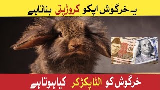 Rabbit in the World  rabbit documentary  rabbit [upl. by Ardnassela13]