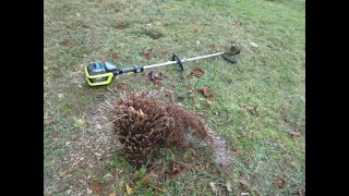 What you can do with a Dead Tasmanian tree fern [upl. by Dunkin]