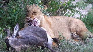 lionesss kill  part 26  gnawing on femur [upl. by Kaspar292]