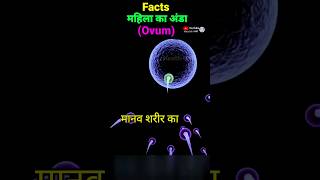 महिला का अंडाणु female ovum anatomy ovary ovam egg [upl. by Erwin229]