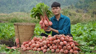 Harvest Red Radish Garden To Sell At The Market My Daily Life Forest life [upl. by Hsakiv597]