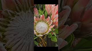 Flor PROTEA [upl. by Isoj]