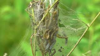 Dogbane webworm tents [upl. by Ydissak]