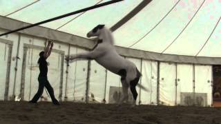 Cavalia  Arrives in St Louis MO [upl. by Prisilla]