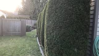 Trimming Emerald Green Arborvitaes [upl. by Rothstein]