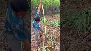 The process of peeling sugar cane with the knife [upl. by Niarb109]