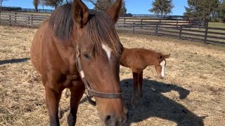 Foal Patrol  Traveling Tiger Episode 4 [upl. by Jc]