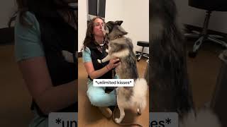 Sapphie the pomsky goes to 6 month cancer check up [upl. by Aselehc]