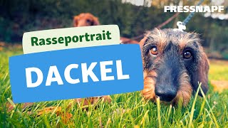 Dackel Rasse  Rasseportrait  FRESSNAPF [upl. by Akinuahs943]