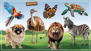 A Compilation of Amazing Animal Sounds and Videos Butterfly Lion Parrot Zebra Ostrich Dog [upl. by Anoed]