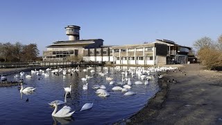 Discovering the Wetland Wonders of Slimbridge [upl. by Ayoted817]