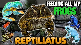 FEEDING MY PET FROGS Pacman frogs Dart frogs Tree frogs and more [upl. by Aniretak]